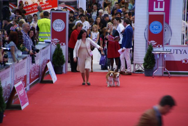 Budapeszt - WDS - para hodowlana2